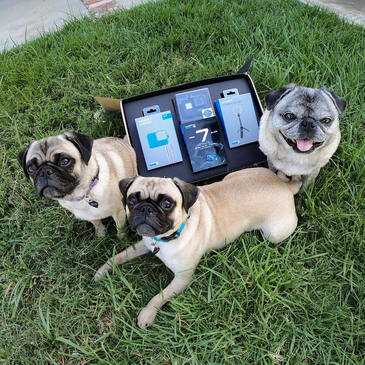 brandy_the_pug's tweet photo. I’ve got a new toy! 😛 So excited about my new #GoProHero7 that just arrived! Can’t wait to try it out with these two! #gopro #goproambassador #pug #pugs https://t.co/X3RlHlfnX9