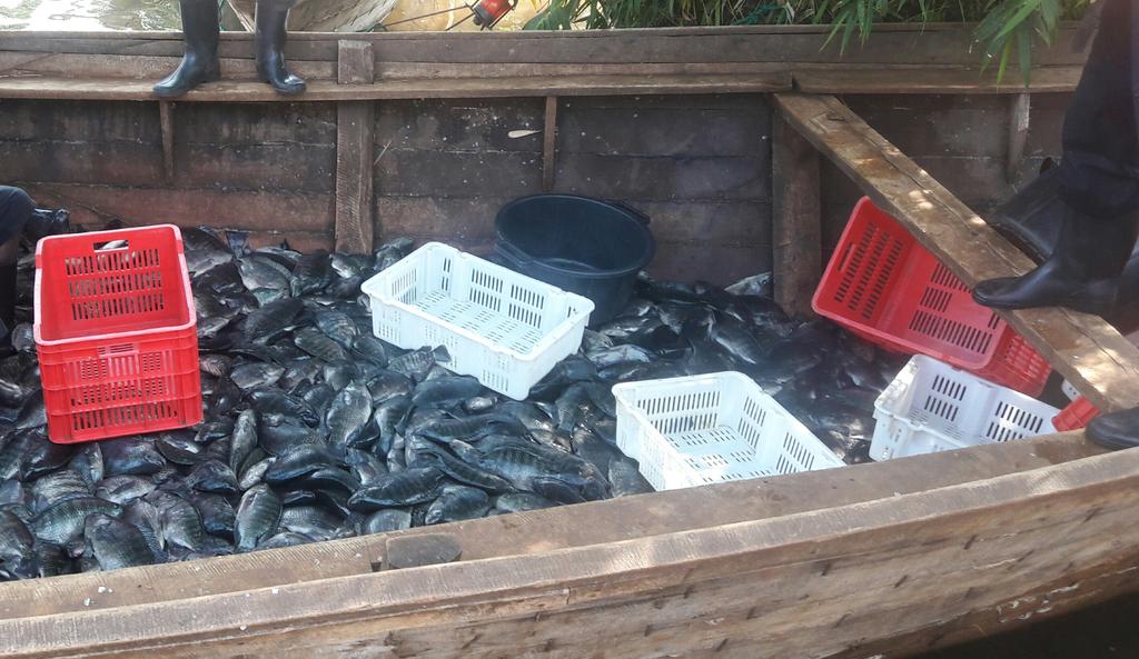 Ministry of Agriculture & Animal Resources Rwanda on Twitter