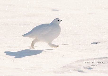 さぶ 動物にときめくことあんまりないんだけど 雷鳥何なの 可愛すぎて心が締め付けられる 足 涙 さぶ 動物にときめくことあんまりないんだけど 雷鳥何なの 可愛すぎて心が締め付けられる 足 涙