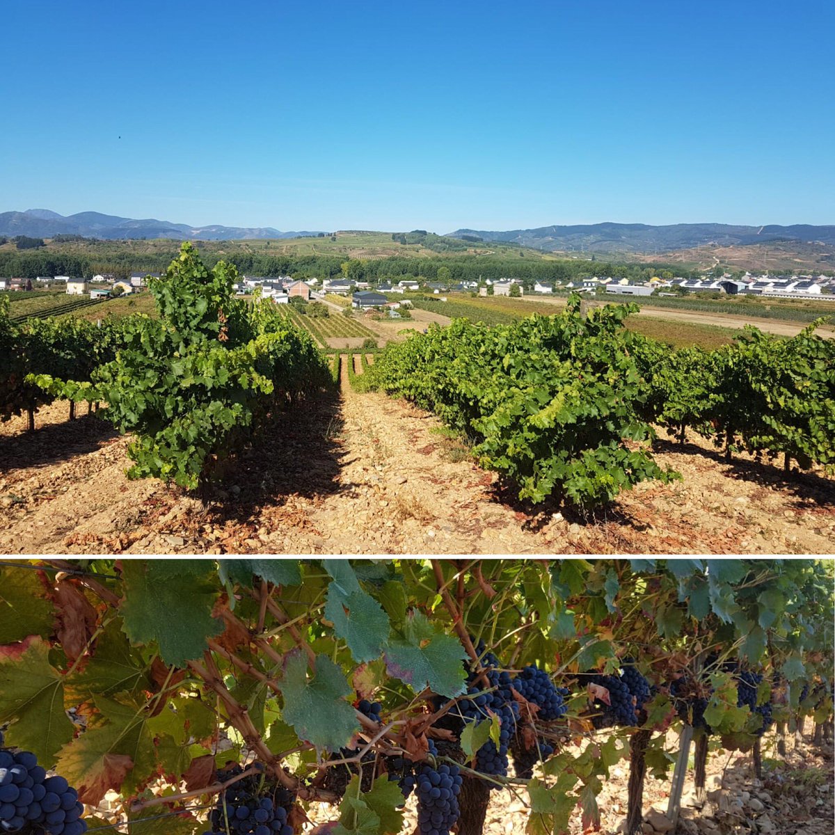 Hoy comienza nuestra #vendimia2018
Arrancamos y con muchas ganas!
#nofilter #harvest18 #vinosguerra #dandoguerra