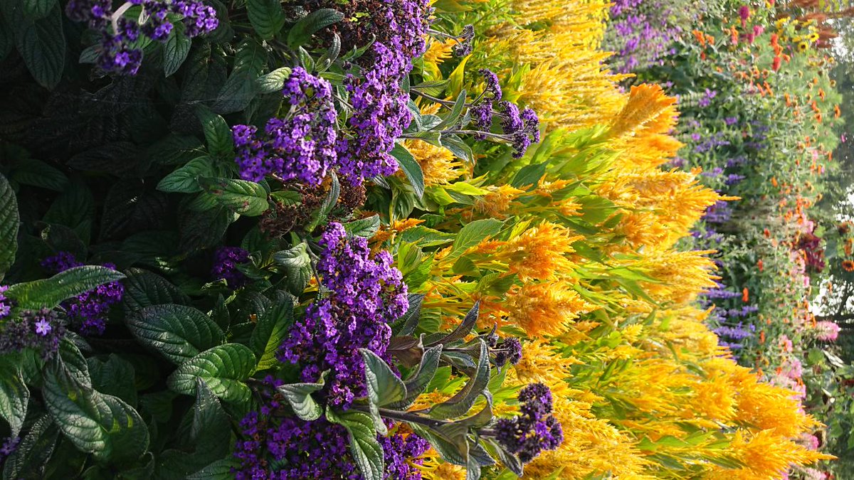 heliotrope poisonous to dogs