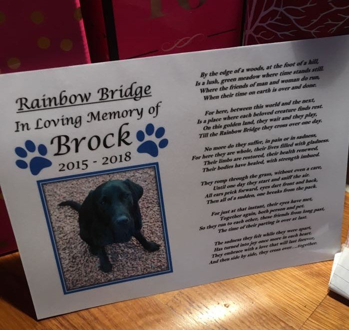 Our PD Brock was out a walk when he suddenly collapsed and passed away. A PM revealed he had congenital heart defect. He was much loved by his handler and family. Brock was a rescue dog and worked as a Drugs Detection Dog.  #PDBrock #RunFree 🌈💙🐾