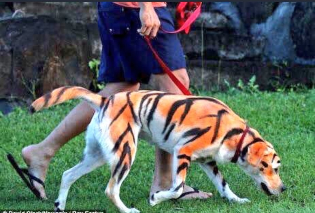 SarthakP4's tweet photo. Today Rohit Sharma walking the Bangladeshi Tigers out of the Stadium Like this....   😅😅😂     
shhh.... shhh.....🐍🐍🐍

#INDvBAN 
#AsiaCup2018 https://t.co/gsFJHGHV0x