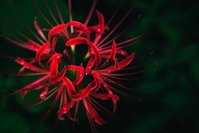 彼岸 高画質 のtwitterイラスト検索結果 彼岸 高画質 のtwitterイラスト検索結果