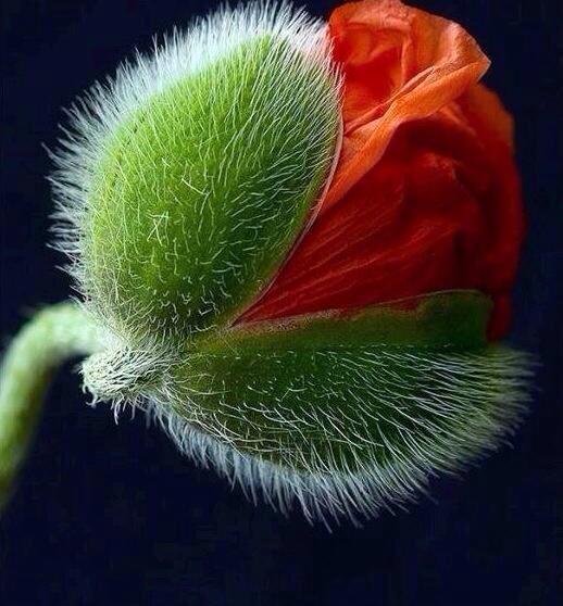 Zelfs de koudste wind en regen houden nooit een warm hart tegen.