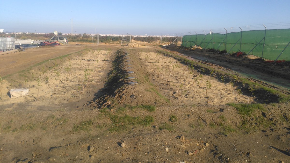 INCOVERproject's tweet image. Eucalyptus are growing well on the evaporative system in Chiclana (see the photos before and after !)  Further investigations will be done for analyses of pathogens and heavy metals in the digestate.
#naturebasedsolutions #sludge treatment