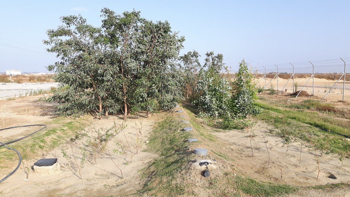 INCOVERproject's tweet image. Eucalyptus are growing well on the evaporative system in Chiclana (see the photos before and after !)  Further investigations will be done for analyses of pathogens and heavy metals in the digestate.
#naturebasedsolutions #sludge treatment