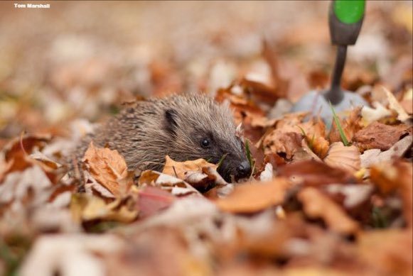 Fallen leaves make the perfect nesting material so please don’t clear all of these away! Via @WildlifeTrusts 
#GreenSpaceTips #HelpTheHedgehogs #Autumn