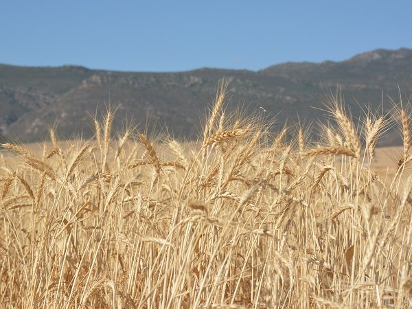 GrainSA's tweet photo. Graan SA bevraagteken 'n ooreenkoms tussen die Suid-Afrikaanse regering en Brittanje waarvolgens 40 000 ton koring tariefvry ingevoer kan word.
Lees meer hier: https://t.co/QKSjcwIe8h
#GraanSA #koring https://t.co/kBjkmEFFQR
