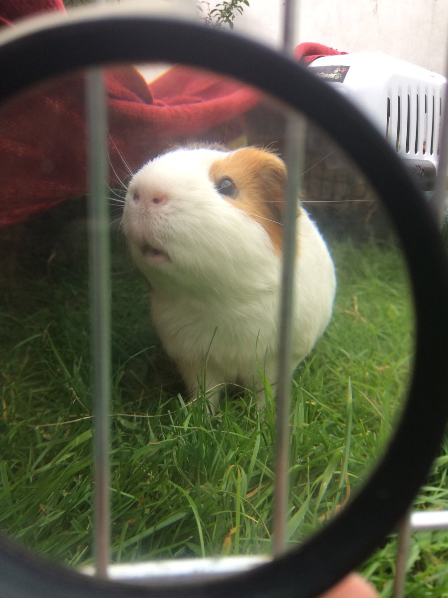 cavy_kingdom's tweet photo. this post hasn’t quite made it to instagram yet :3 https://t.co/KHv6Eg9ads