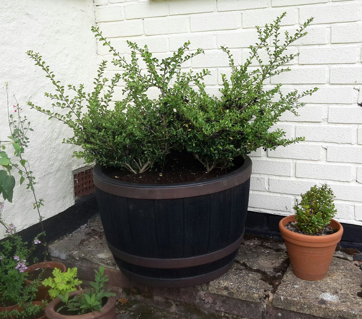 The beginning of our topiary dog with his topiary rugby ball a tribute to our beautiful dog Reg who we lost in July @MontysDogNigel #topiarydog