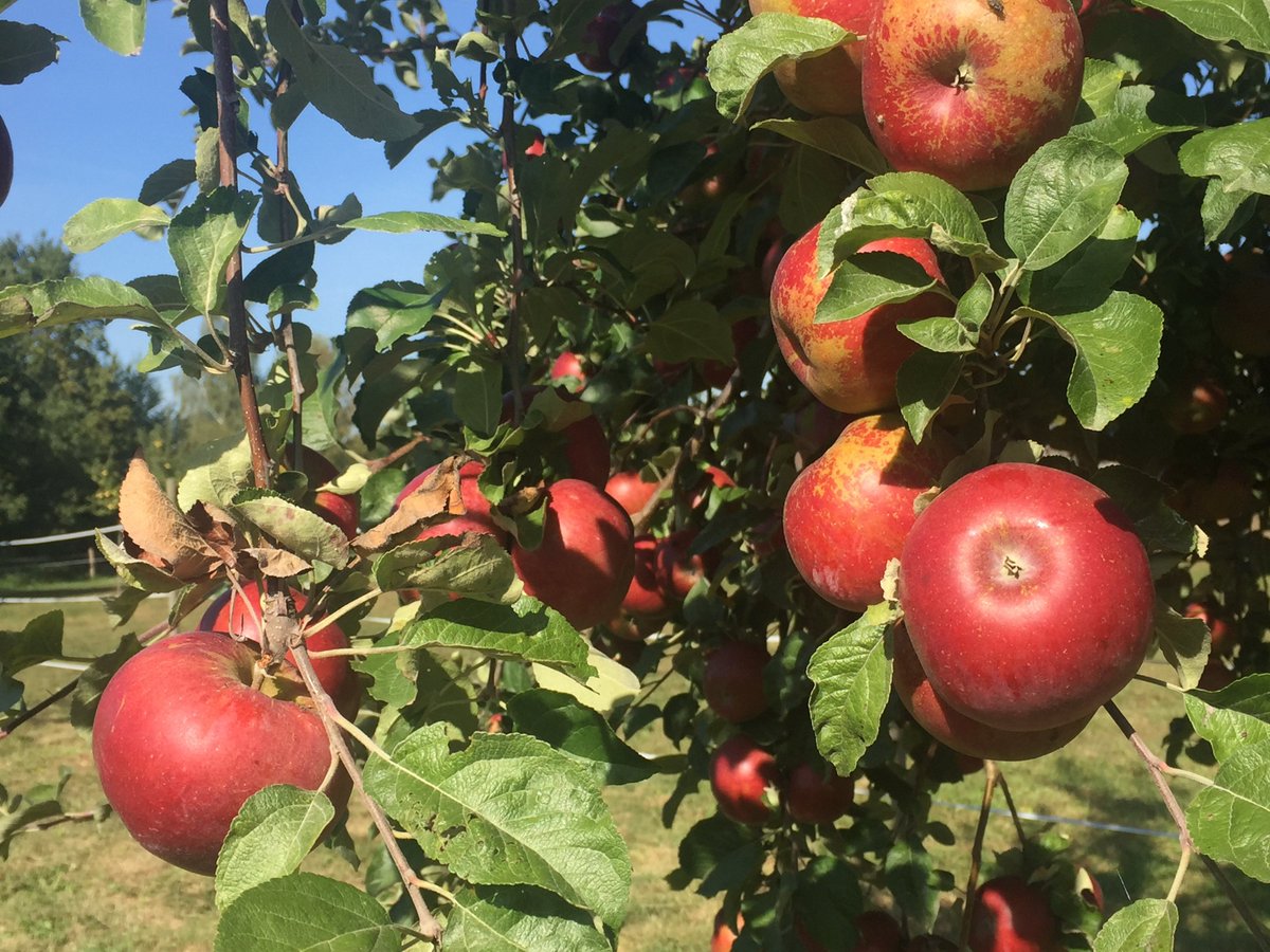 CHblw's tweet image. Heute ist #TagdesApfels! 🍏🍎Gala Äpfel sind dabei besonders beliebt: mit 28 % der im Schweizer Detailhandel gekauften Äpfel ist mehr als jeder vierte Apfel von der Sorte Gala - das ist spitze😀 tagdesapfels.ch