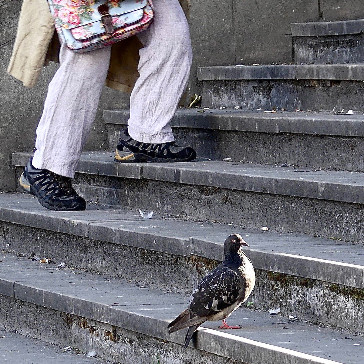 EdinDailyDoo's tweet photo. En route to the Maharishi. #edinburgh #pigeon #transcendental https://t.co/N9GJatHgEN