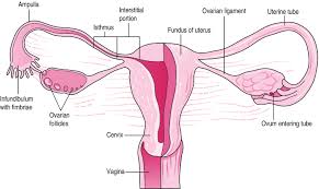 AndrologyGyn's tweet photo. #research done on Finding #Fibers: Intrauterine Synechia of the Lower #Uterus after Cesarean Section. 
Read at: Andrology &amp; Gynecology: Current Research https://t.co/S5LzXWvYvg