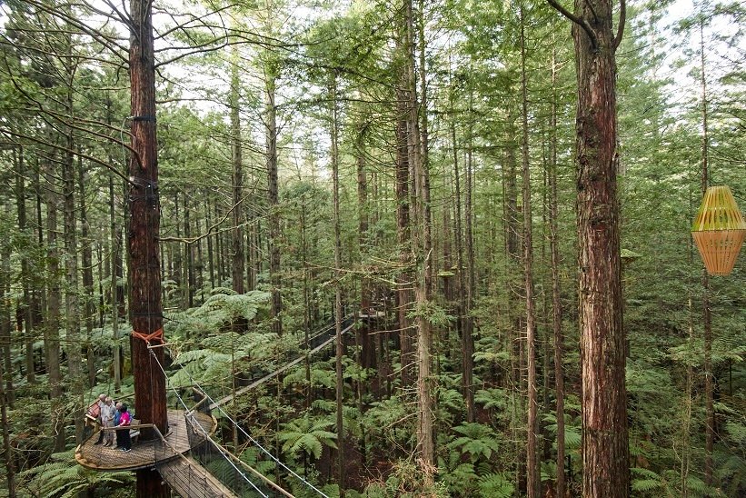 Immerse yourself in the natural beauty of the Redwoods Treetops in Rotorua, New Zealand. Walking among the 22 majestic 117 year old Redwood trees with a bird's eye view of the forest is a once in a lifetime experience. #aatkings #smilekings #redwoodstreewalk