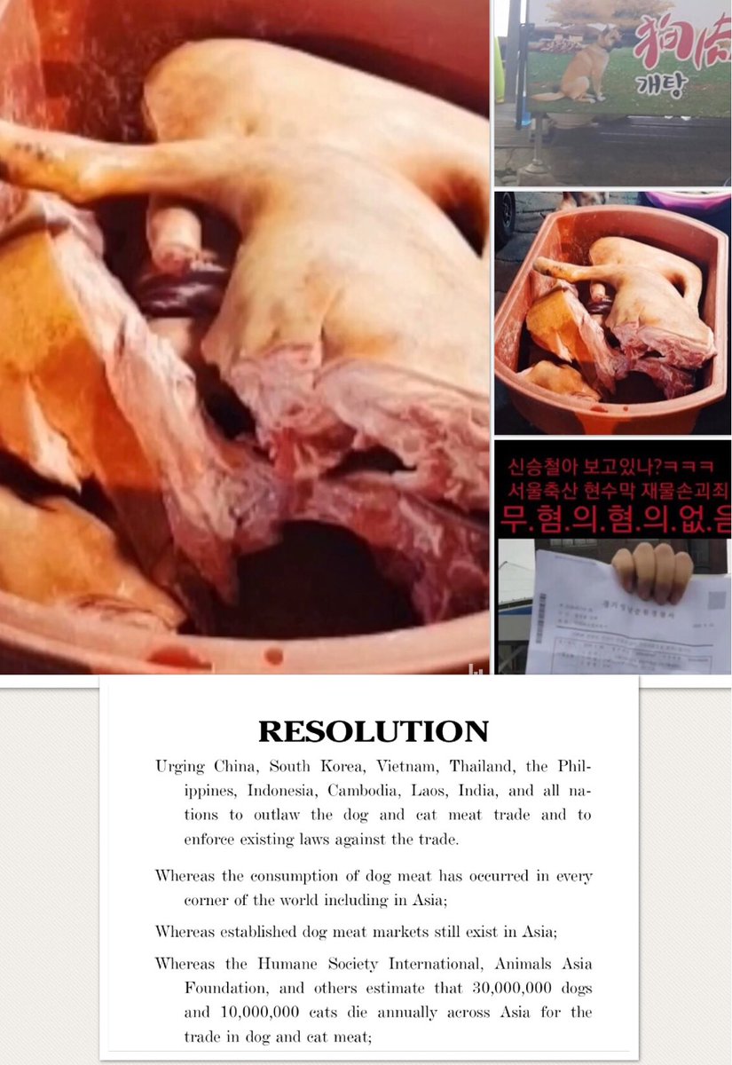 #Saturday #Sunday Chinese people in Korea Celebrate...There are only so many ways to describe this horror and we who fight to end #DCMT have used them over and over....#Animal Welfare Laws 0 #Compassion for Animals 0 ##Torture and Abuse 💯 #Dogs and Cats eaten 1000's..SOLIDARITY