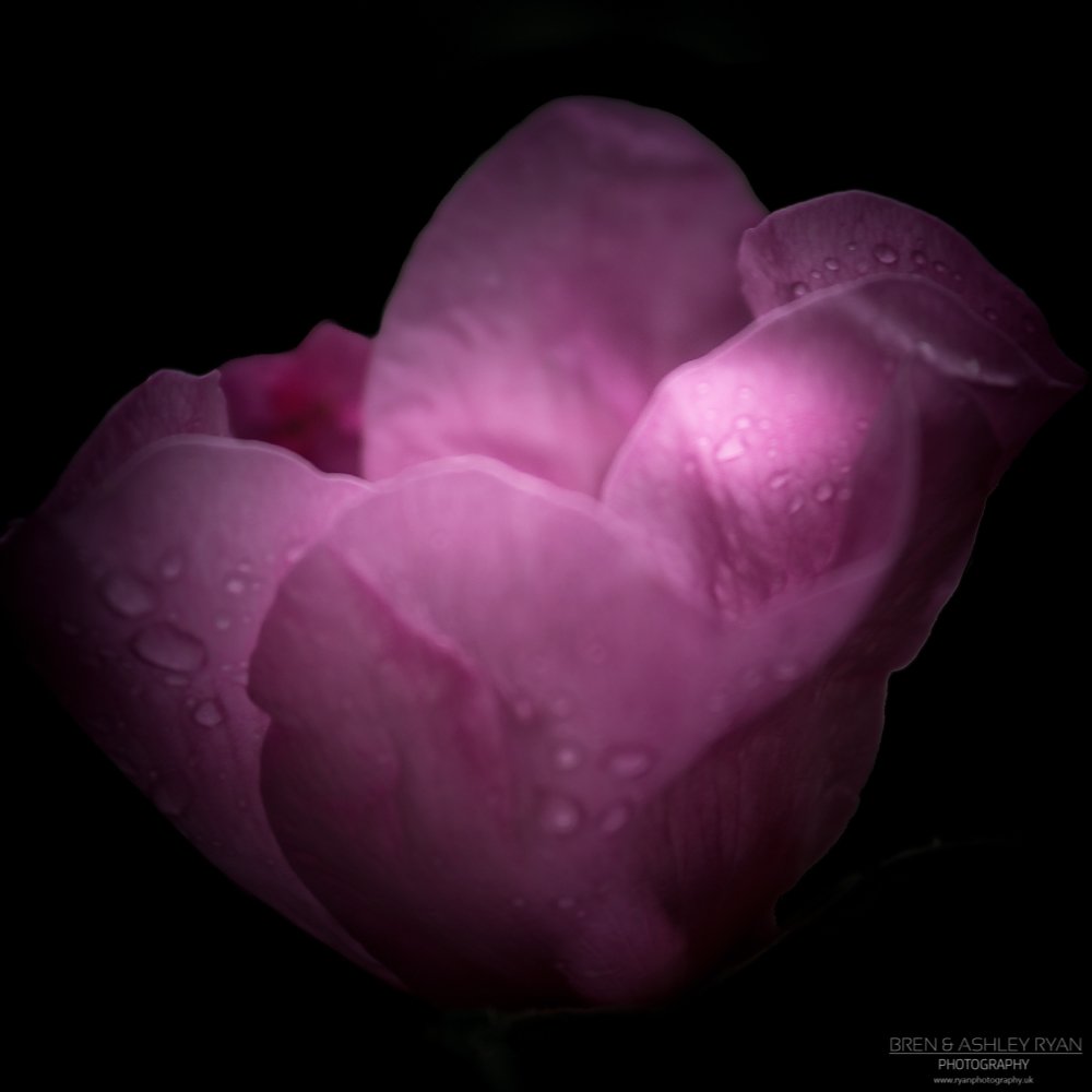 BacardiGirl_UK's tweet photo. Flower of the day - 21st September 2018 - in the pink #FOTD #Flower_of_the_day #Square_September #Floral #In_the_pink #Flower #Rose #Photography https://t.co/Du3SSTIgH9 https://t.co/OapSuQ0eXU