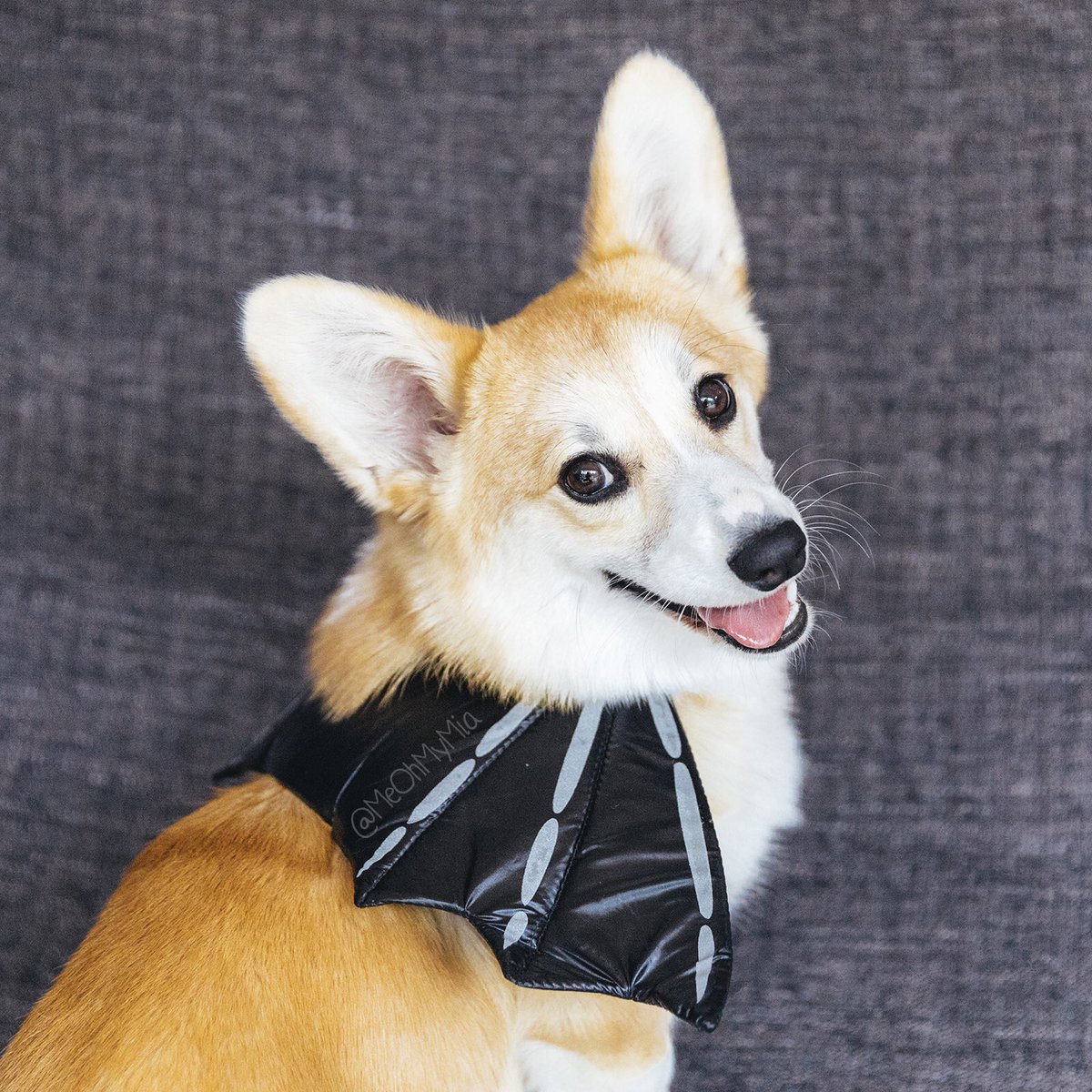 meohmymia's tweet photo. 🦇 It’s our 666th post AND it’s (kinda) almost Halloween 🎃.... so here’s Mia being a spoopy bat corg 😈
🐾
🐾
🐾
#MeOhMyMia #MiaTheCorgi #melbourne #australia #corgi #corgipuppy #spoopy #batcorg #bat https://t.co/2hBjVe6WHe
