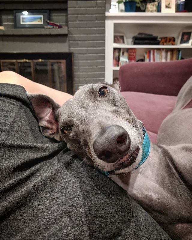 BeckyMcKimmy's tweet photo. 2018 365 Photo Project Day 263: That face! #365photoproject #greyhounds #greyhoundsofinstagram #bluegreyhounds #widgettheblue #greyhounddaily #starcitygreyhounds #greyhound https://t.co/CuI47DYn5V https://t.co/p9IPunsPb0