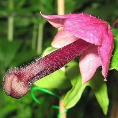 Lys_Bett's tweet photo. Esta es justamente la clase de flor... exótica 😜 que estaba buscando para esta primavera 🙌
#FelizPrimavera #FlorDe #primavera #spring https://t.co/y1AVWi15oP