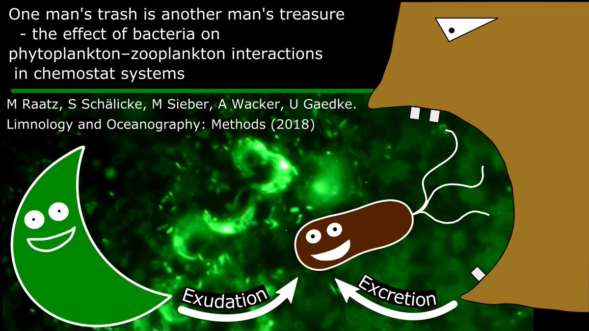 Accepted - #Bacteria can drastically alter #PredatorPreyDynamics in  #chemostats. 
Bacterivorous #Predators yield more regular #PopulationDynamics.

@_michael_raatz @biosvenja @micsieber @AqEcol_Wacker @TheoAquaEco  

doi.org/10.1002/lom3.1…