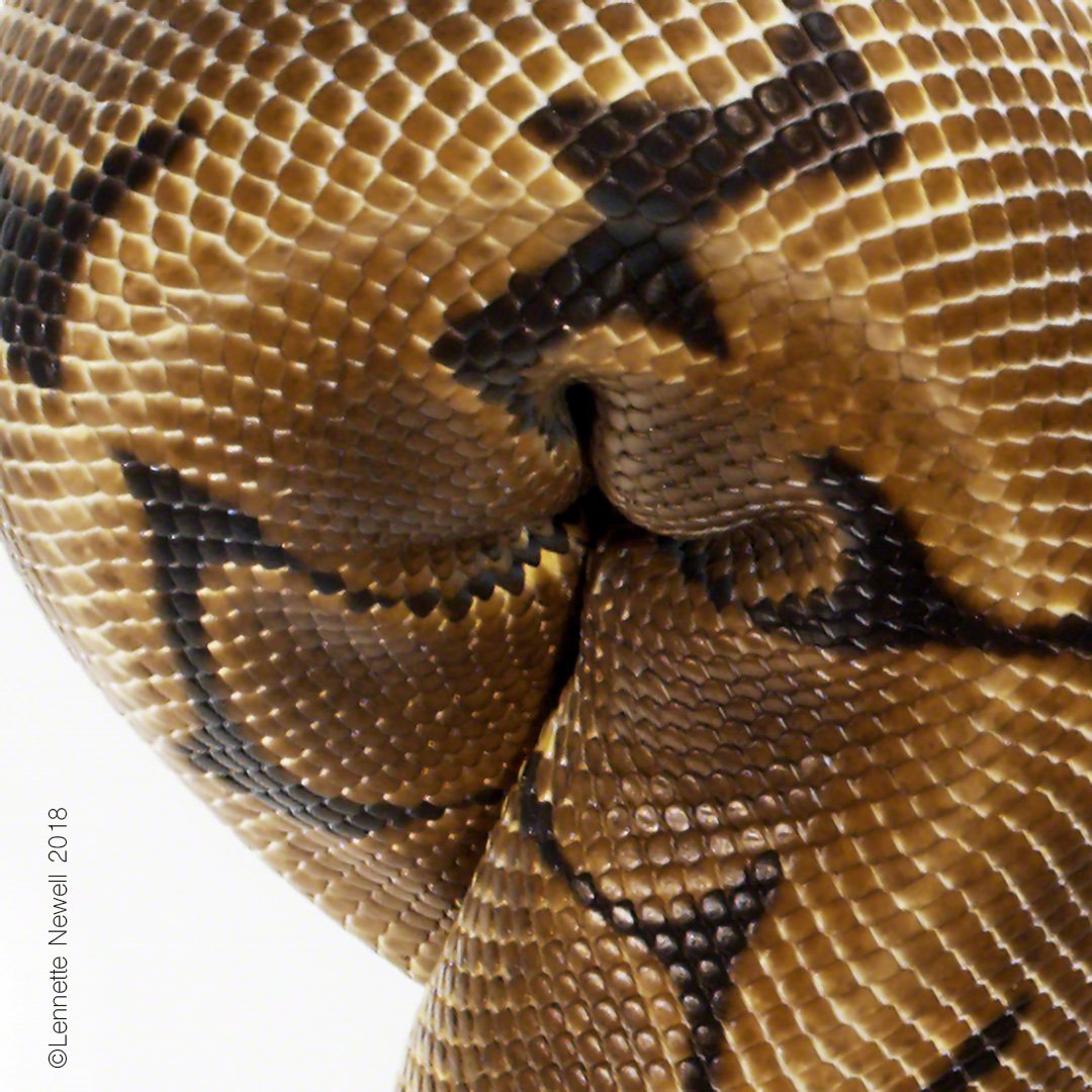 lennettenewell's tweet image. #Abstract #SpiderBallPython #Python
#regius #reptile #snake #serpent #herp
#LennetteNewell #Photography