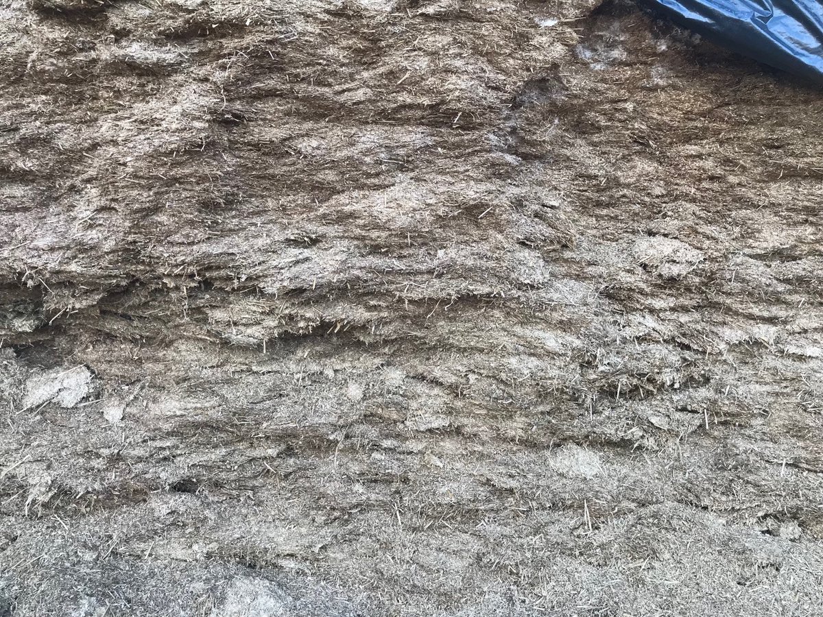 Agronomysilvers's tweet photo. Collecting Silage for Analysis today to send off to ⁦@Lancrop⁩  ⁦@AgriiWest⁩ #silageanalysis #lancrop #knowwhatsinyourclamp #feedvalue https://t.co/i3ufbinXX0