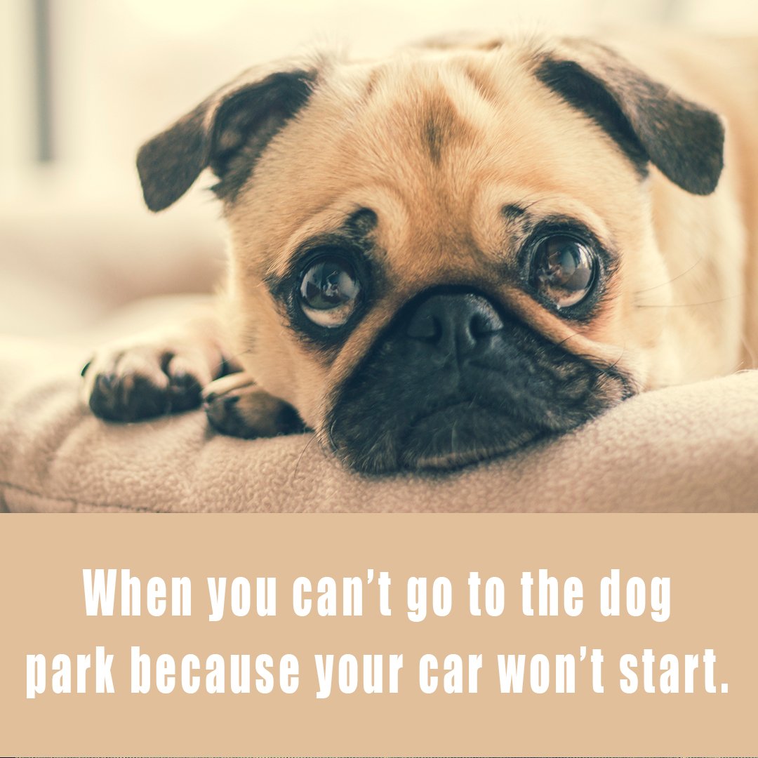 LKNAutoRepair's tweet photo. Don't let your best friend down! We can help you get back on the road and back to your life. #YourCarYourLife https://t.co/rkEAp17mK7