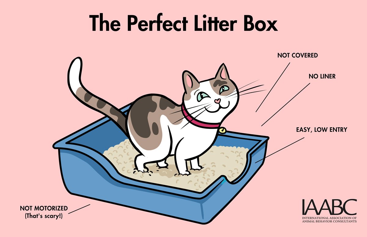 Albany Pet Services on X: "The elements of the perfect litter box for your  feline friend. Clumping cat litter makes it easier to scoop out twice daily  too. #litterbox #cats https://t.co/2WAQj5jjYL" /