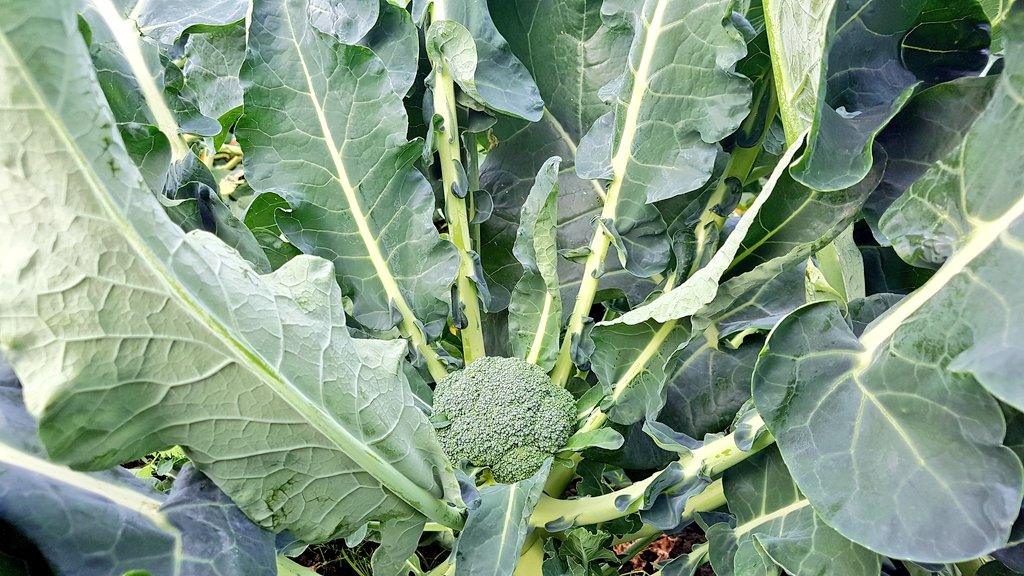Adam taking a close look at how the sprouts are doing for Christmas. Mo was amazed to learn how in just 1 week, this cute wee head of broccoli will be ready for the table #Organic #local #OrganicSeptember