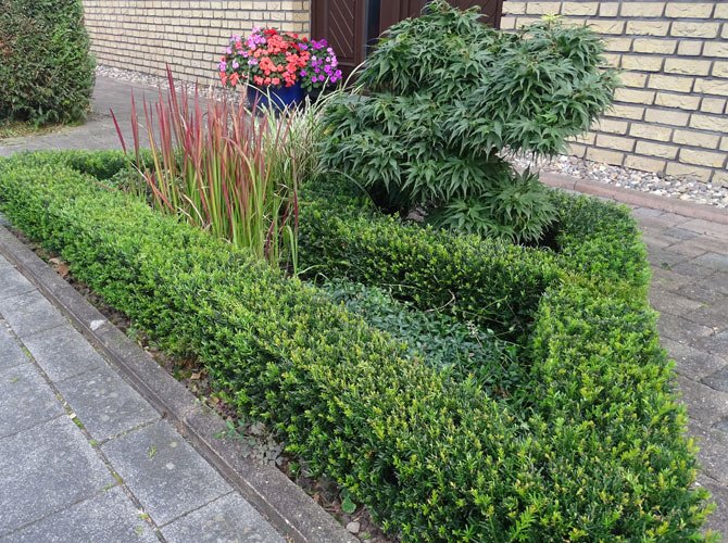 GartenFlora2's tweet image. Der #Buchsbaum hat es schwer: Erst ein Pilz und dann der #Buchsbaumzünsler. Doch es gibt immer mehr interessante Gehölze, die sich als #Buchsbaumersatz eignen gartenflora.de/mein-garten/ga…