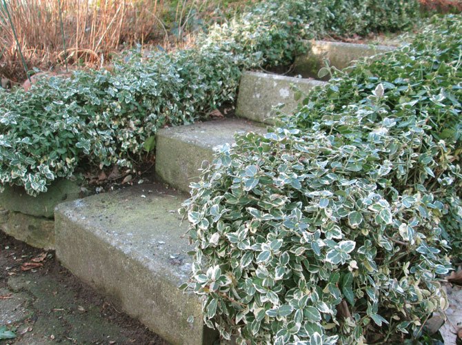 GartenFlora2's tweet image. Der #Buchsbaum hat es schwer: Erst ein Pilz und dann der #Buchsbaumzünsler. Doch es gibt immer mehr interessante Gehölze, die sich als #Buchsbaumersatz eignen gartenflora.de/mein-garten/ga…