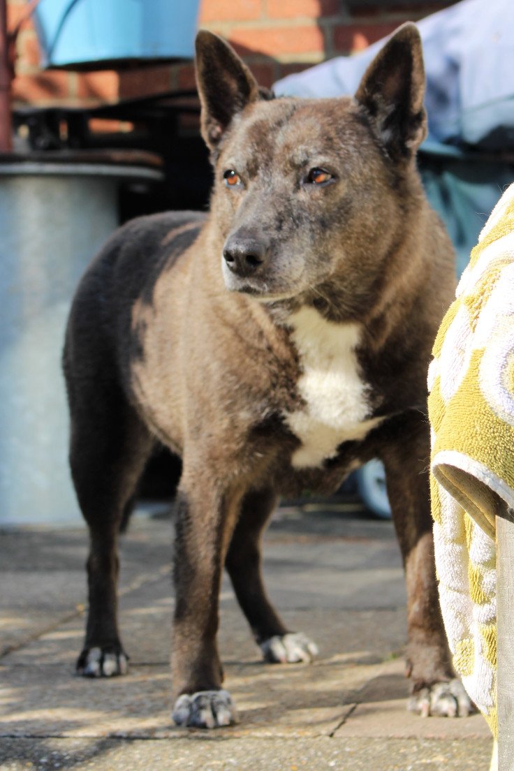 DoodlepipAd's tweet photo. New 4 Paws Diary Episode -   4 Paws Diary –   Ep 22   
Doggy Deedpoll and Miss Scrappy Doo
https://t.co/seRGI9grq4
#dogsoftwitter #dogsarelove https://t.co/0xvUNH4YfI