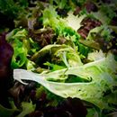 Green Goodness and health. "Feed the Green Man!" is often heard around our home... Not sure what that means?  I think it would be weird to have a small green man in your stomach that you had to feed!