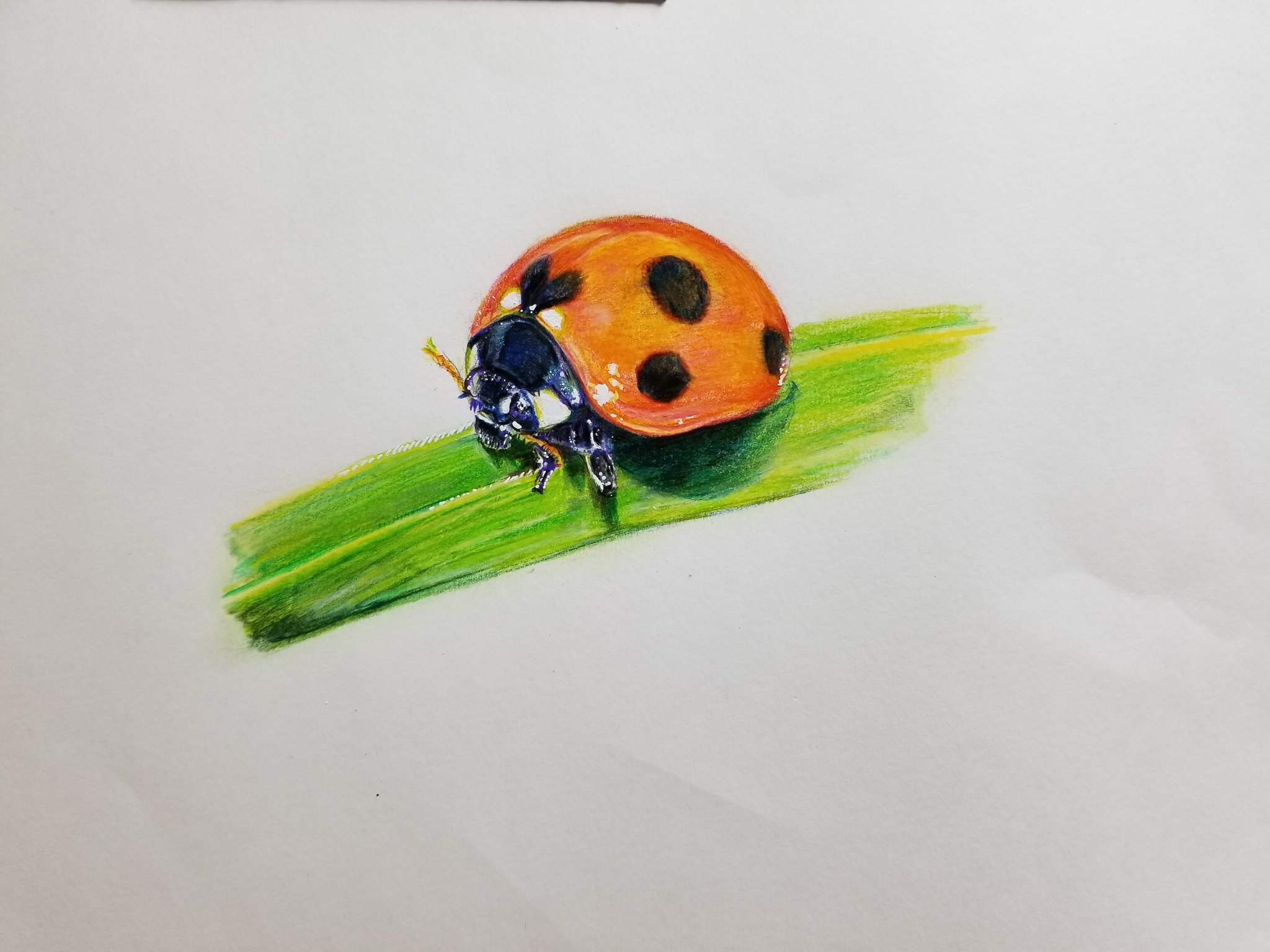 お気に入り スケルトンのてんとう虫 色鉛筆画『透』 絵画/タペストリ お気に入り スケルトンのてんとう虫 色鉛筆画『透』 絵画/タペストリ
