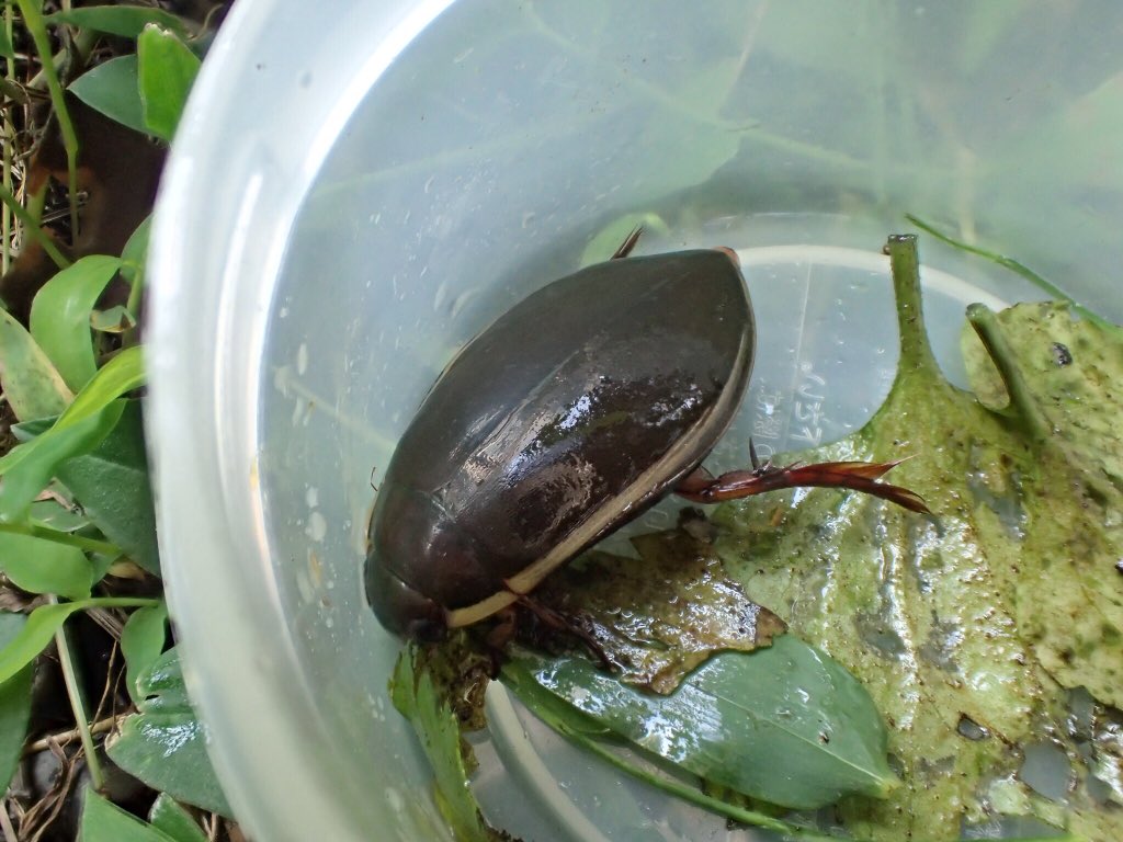 ナミゲンゴロウ