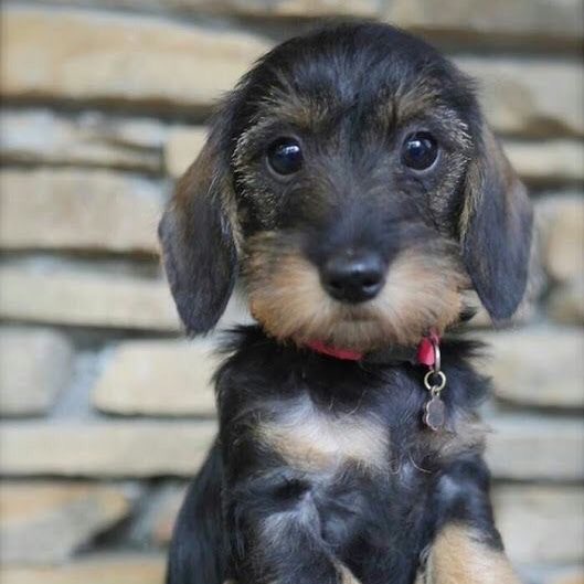 Beki Smith On Twitter Dachshunds Are So Addictive Aren T They