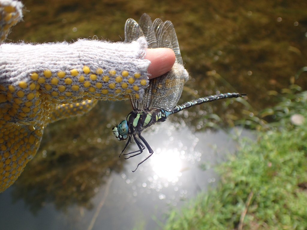 オオルリボシヤンマ