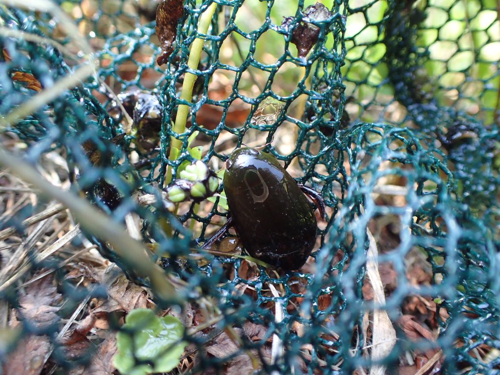 クロゲンゴロウ