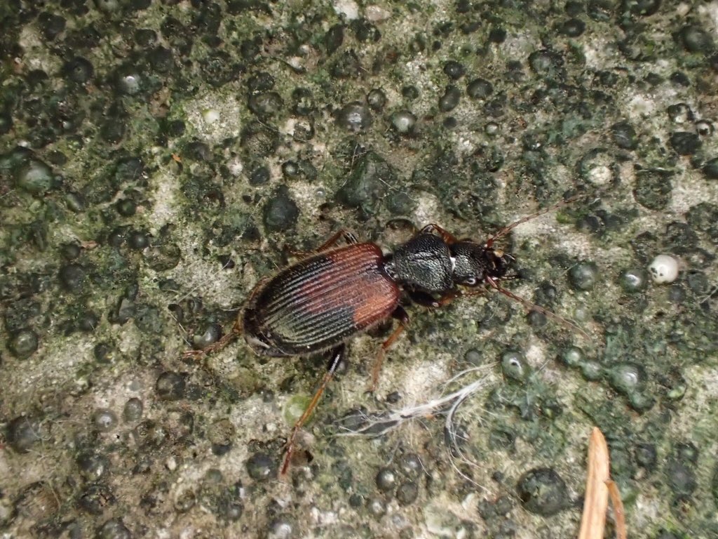 ダイミョウアトキリゴミムシ