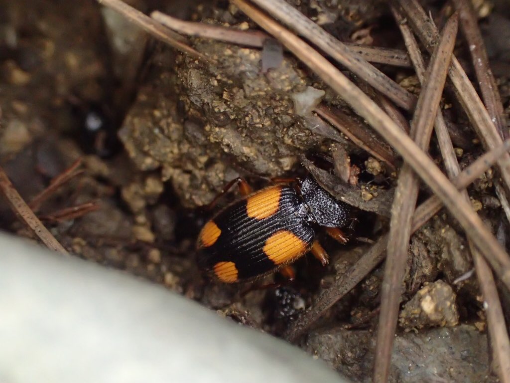 ヨツボシゴミムシ