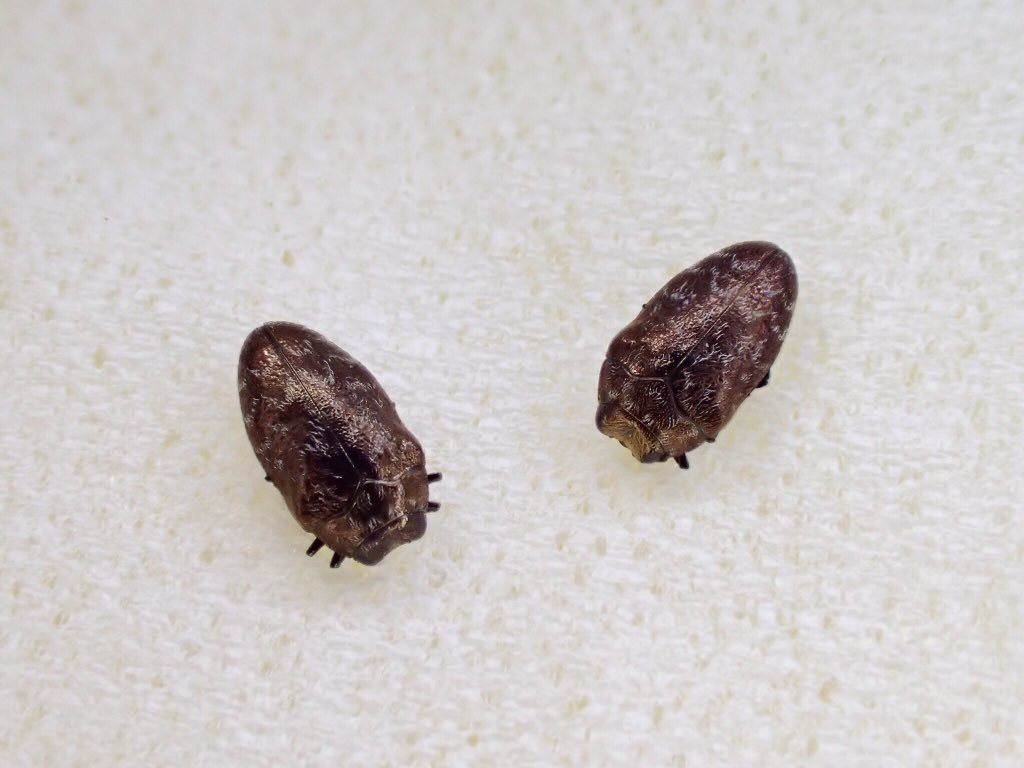 ヤノナミガタチビタマムシ