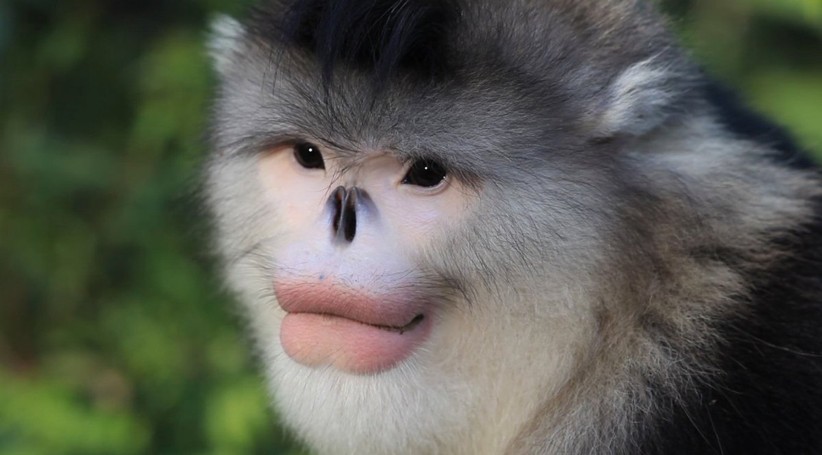Real_Different's tweet photo. This planet is full of amazing creatures including these #ReallyDifferent looking animals: the Snub-nosed Monkey (genus Rhinopithecus). Wow!🐵🌎 Happy Friday everyone! #FridayFeeling #friyay #FridayMotivation https://t.co/0BCJhn6Df8
