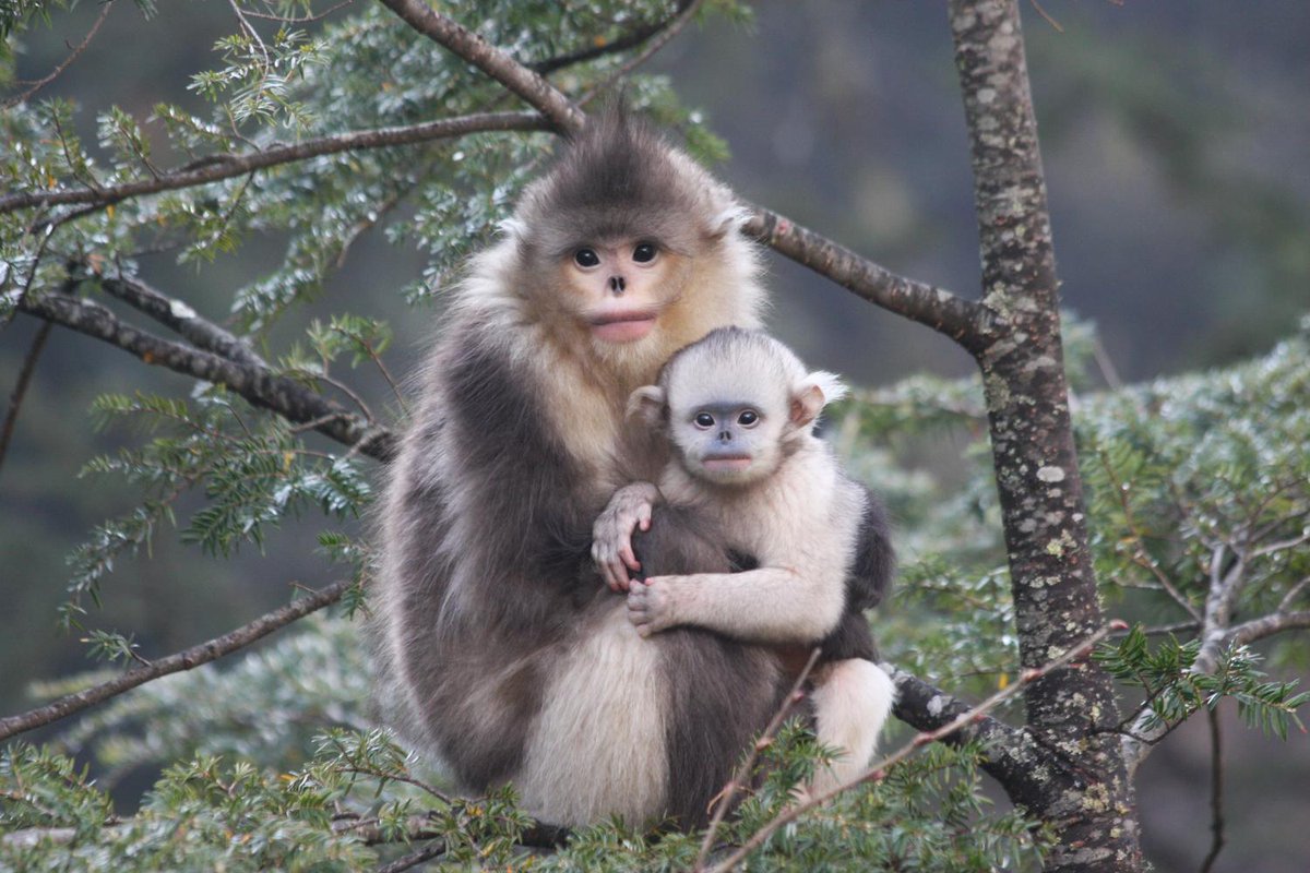 Real_Different's tweet photo. This planet is full of amazing creatures including these #ReallyDifferent looking animals: the Snub-nosed Monkey (genus Rhinopithecus). Wow!🐵🌎 Happy Friday everyone! #FridayFeeling #friyay #FridayMotivation https://t.co/0BCJhn6Df8