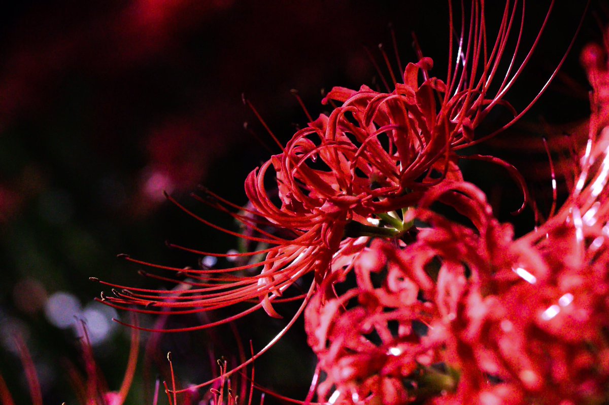 yuto_000827's tweet image. タグ上げ直し

悠翔/20↓/LG(B)T/ﾊﾞｲ

寂しい奴、構って欲しい奴は俺のとこ来い

嫌ってほど愛してやるよ

繋がったからには離れんな

俺をお前で満たしてみろよ

#腐女子腐男子と繋がりたい 
#腐女子さん腐男子さんと繋がりたい 
#らぶりつで気になった方お迎え 
#腐女子腐男子さんと繋がりたい