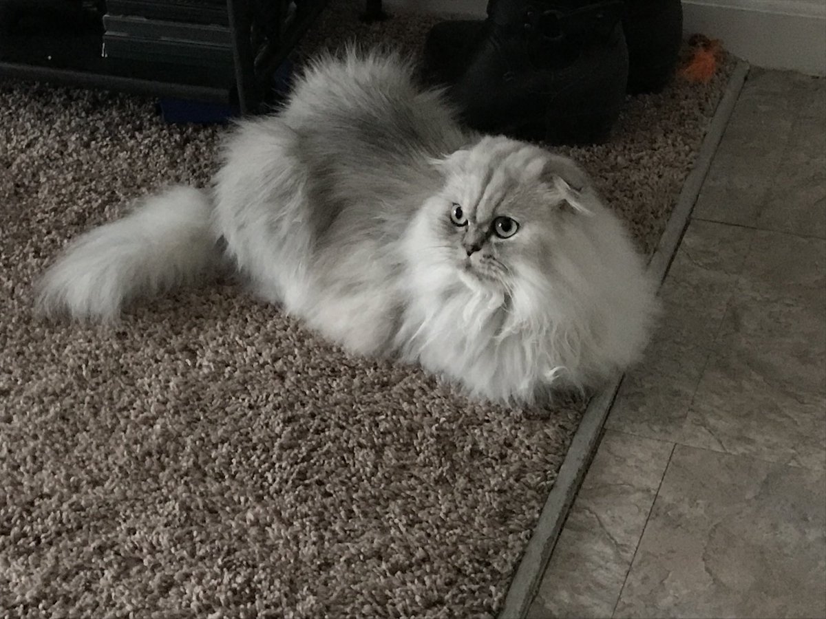 TonyManfredonia's tweet photo. An early morning @Luna_the_Fold loaf.

Her tail looks like it’s a separate entity. She’s going Rayman-style with this detached limb. https://t.co/C6ytDh9WnA