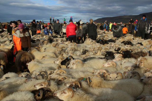 Consider yourself lucky if you are currently in Iceland because #Rettir, the annual sheep round-up has begun -> buff.ly/2DeDfVM