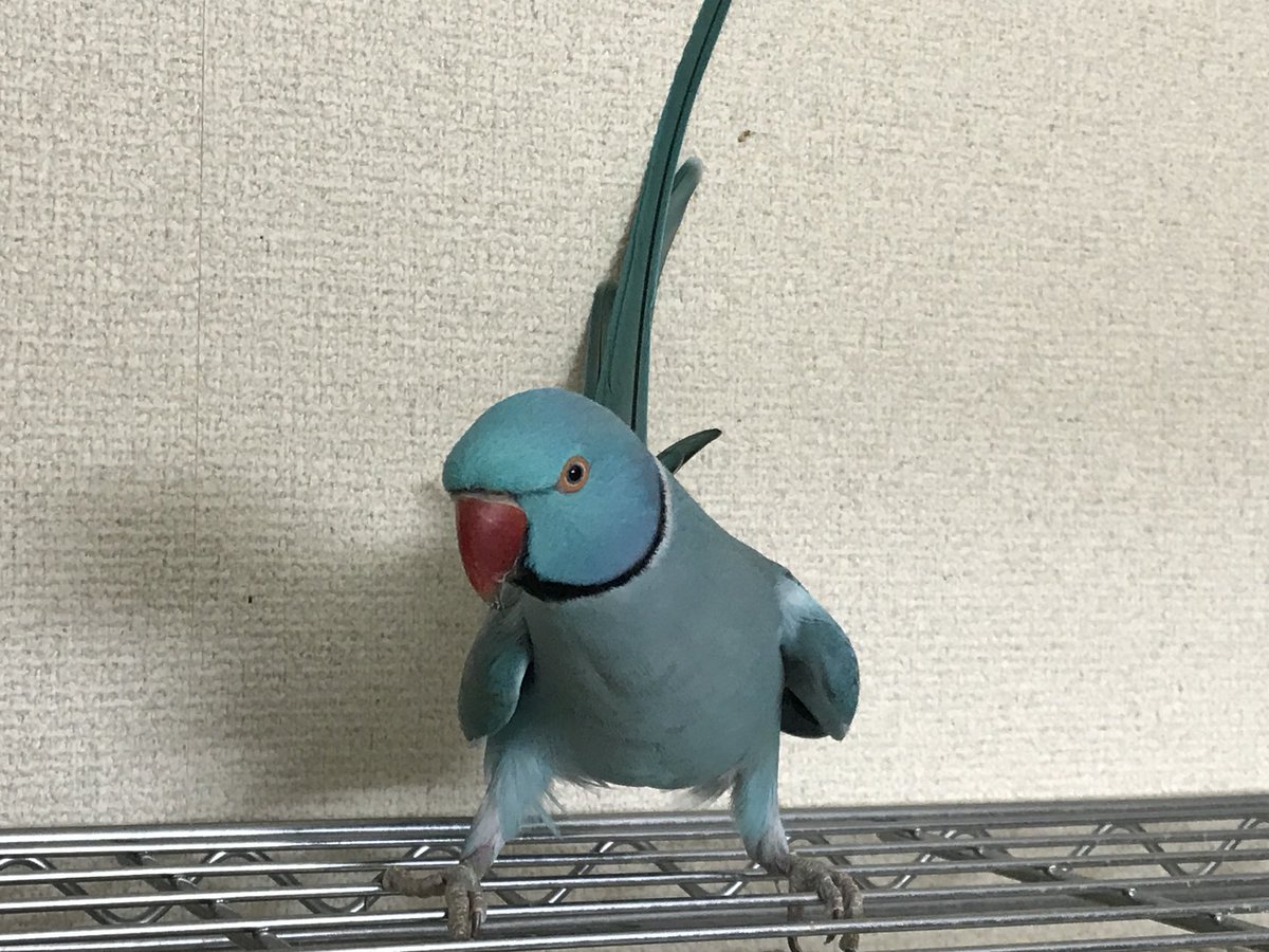 マサキチ Twitter પર しっぽ持ち上がって歩きにくくないのかな Indianringneck 月輪鸚鵡 ワカケホンセイインコ ブルー ワカケ