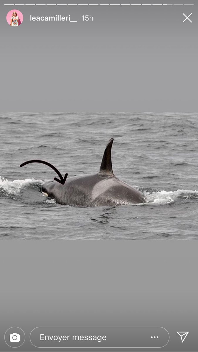 mathilde_lcn's tweet photo. HEY 
@NOAA
 "But these whales seem to be finding enough food" REALLY  ? What do you think of this last picture of K36 ? The world is watching you. Will you decide to do something once and for all for these orcas ? 
#WEARETHEORCA https://t.co/Aug6t3x1mM