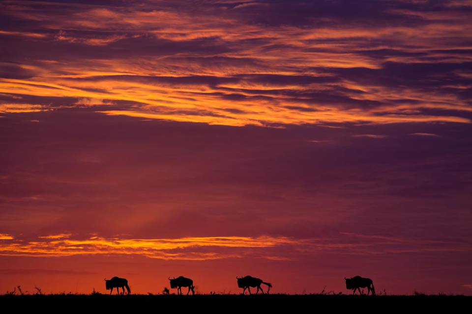 ExodusTravels's tweet photo. The winning attendee at our #WilderNightOut photo competition, judged by @paulgoldstein59 and @ChrisGPackham will bag themselves an incredible photographic safari worth £5000. 

Find out more: https://t.co/ESENzrTvGd

 (image: Paul Goldstein) https://t.co/Tj6OrVyCPr